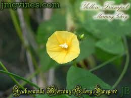 Image result for Ipomoea hederifolia