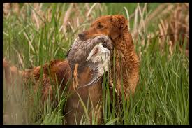 Jump to golden retriever puppies and dogs in illinois cities. Golden Retriever Club Of Illinois Golden Retrievers Illinois