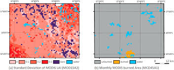 Image result for Elytrophorus globularis