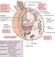 Antineoplastic Antineoplastic Nuclear Membrane Mitochondria