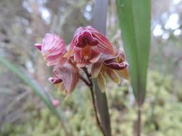 Image result for Polystachya troupiniana