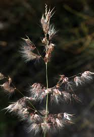 Image result for Tricholaena