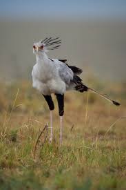 Secretary Bird Africa Series Hayvanlar Hayvanlar Alemi Ale