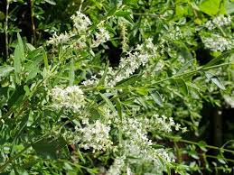 Image result for Aloysia