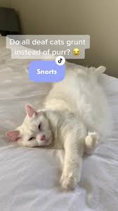 Why Do Cats Grunt? – Pet Brilliant.com