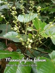 Image result for Manniophyton