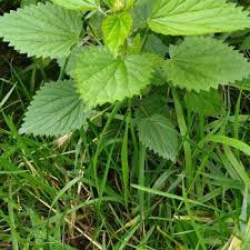 Nov 21, 2018 · stinging nettle (urtica dioica) has been a staple in herbal medicine since ancient times, such as to treat arthritis and back pain. Stinging Nettle Rash Archives Alaska Herbal Solutions