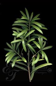 Image result for Podocarpus latifolius