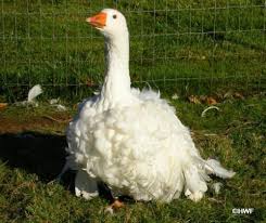 Birds That Cannot Fly Are Called Sebastapol Goose In German They Are Called Lockengans Or Struppgans Meaning Curl Goose And Unkempt Goose It Is O Sebastopol Geese Pet Birds Sebastopol