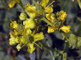 Image result for Ruta graveolens