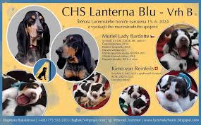 Image result for lucernský honič