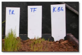 The results of the germination tests are shown in the tables following. Turf Tips 03 042011 Rejuvenating Turf In 2011 Part I Spring Seeding Options Part Ii Preemergence And Postemergence Herbicides For Crabgrass Control In Newly Seeded Areas Part Iii Controlling Broadleaf Weeds In Newly Seeded Areas Part I Spring