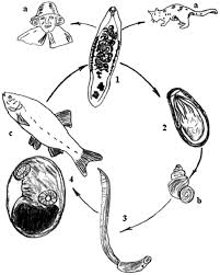 They occur worldwide and range in size from about 5 millimetres (0.2 inch). The Life Cycle Of Liver Flukes Of The Family Opisthorchiidae 1 Adult Download Scientific Diagram