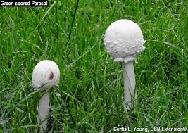 Many wild mushrooms are toxic and consuming wild mushroom pose potentially severe medical problems. Mushrooms In The Yard To Eat Or Not To Eat Has Been A Common Question Bygl