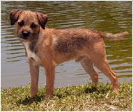 Border Terrier Dog Breed Facts And Traits Hills Pet
