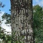 Image result for Erythrina falcata