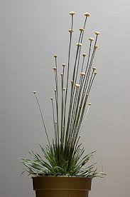 Image result for Syngonanthus robinsonii