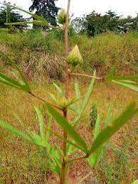 Image result for Hibiscus mechowii