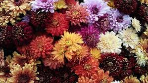 Chrysanthemum Pot Mum Florist S Mum Guide Our House Plants