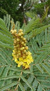 Image result for Peltophorum africanum