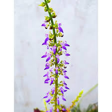 Image result for Coleus tetragonus