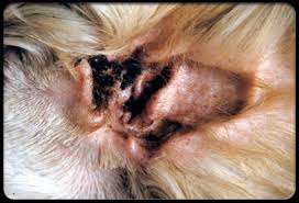 Find out more about its causes and possible treatments. 12 Reasons For Hair Loss Around A Cat S Ears Lovetoknow