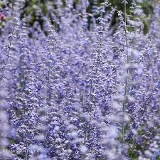Image result for Perovskia atriplicifolia 'blue spire'