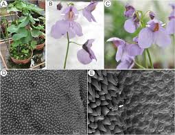 Image result for Utricularia scandens