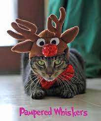 Cat Dog Reindeer Costume Rudolph The Red Nosed Reindeer Hat Etsy Cat Christmas Costumes Cat Hat Pattern Dog Antlers