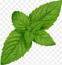 cocktail lemonade apple mint mint leaf flower plant png pngwing cocktail lemonade apple mint mint