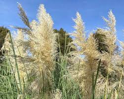 Image result for Cortaderia