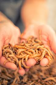 Bringing Nature Mealworms To The Classroom Nature And Environment Mother Earth News Meal Worms Raising Environmental Awareness Classroom