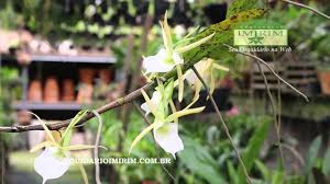 Image result for Angraecum infundibulare