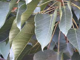 Image result for Macaranga capensis