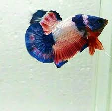 2,285 likes · 50 talking about this · 22 were here. Pin By M Fuad Arifin On Betta Spendless Betta Fish Betta Fish