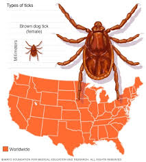 Slide Show Guide To Different Tick Species And The Diseases