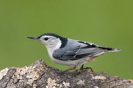 Black And White Spotted Bird Ontario Nuthatch Bird Life List Nuthatch Ontario Birds
