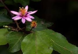 Image result for Grewia stolzii