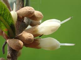 Image result for Synsepalum