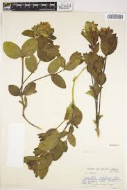 Image result for Justicia salvioides