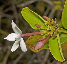 Image result for Jasminum dichotomum