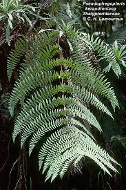 Image result for Thelypteridaceae