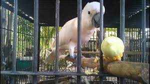 Beberapa pakan yang umum diberikan pada kakatua adalah tongkol. Kakak Tua Makan Jagung Youtube