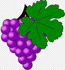 Outdoor grape standing garden climber plant @pot black green red fruit vine tree. Grape Grape Leaves Leaf Grapevine Family Seedless Fruit Plant Vitis Flower Grape Grape Leaves Leaf Png Pngwing