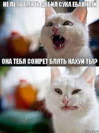 ne lez blyat debil suka ebannyj ona tebya sozhret blyat nahuj ty komiks kote preduprezhdal risovach r v 2021 g smeshnoe video o koshkah zabavnye zveryushki smeshnye kotyata