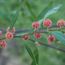 Image result for Acacia lasiopetala