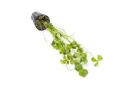 Image result for Marsilea burchellii