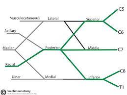This is a tutorial to help draw and label the brachial plexus. The Brachial Plexus Sections Branches Teachmeanatomy