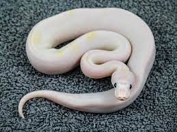 Pin On Snakes
