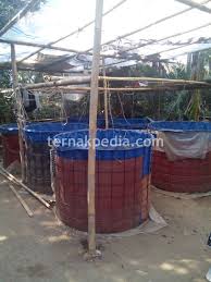 Membuat Kolam Di Atas Loteng Ternakpedia